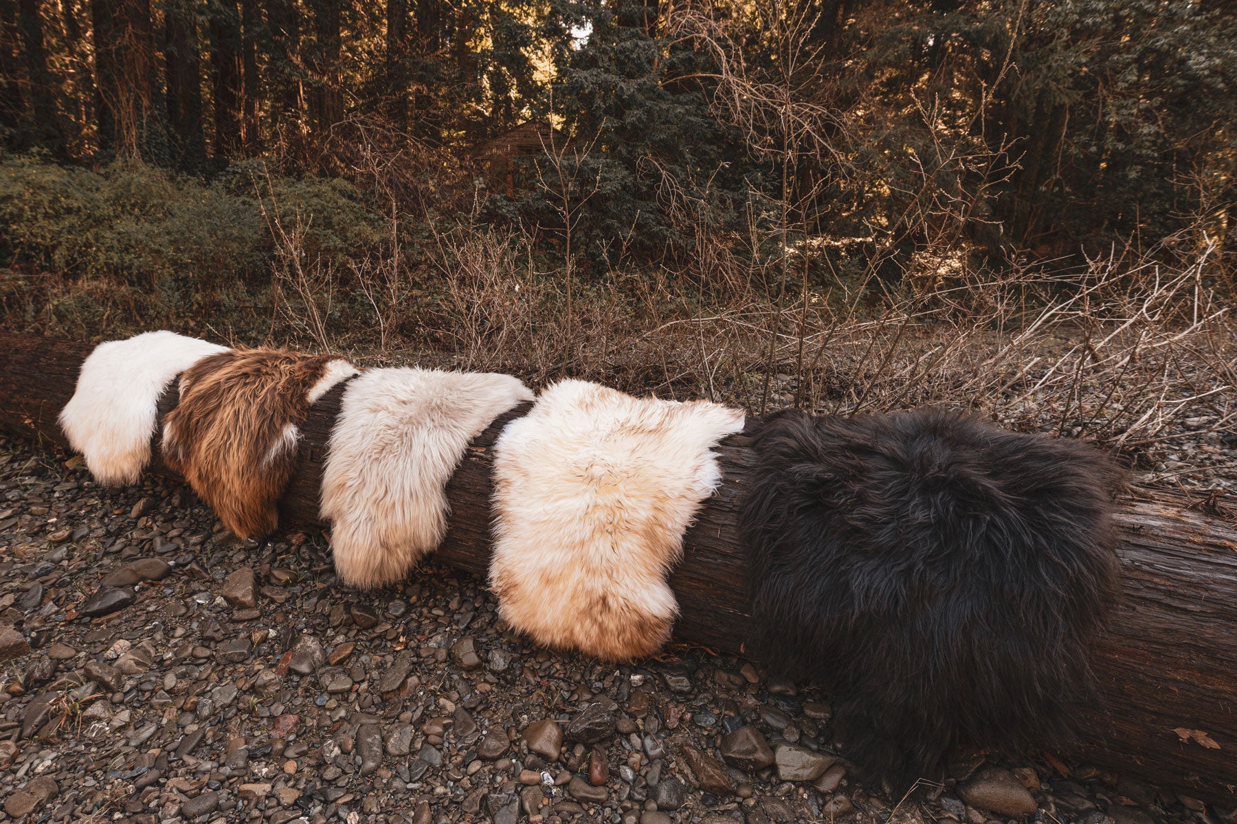 Finn Icelandic Sheepskin on a log outdoors with other sheepskins