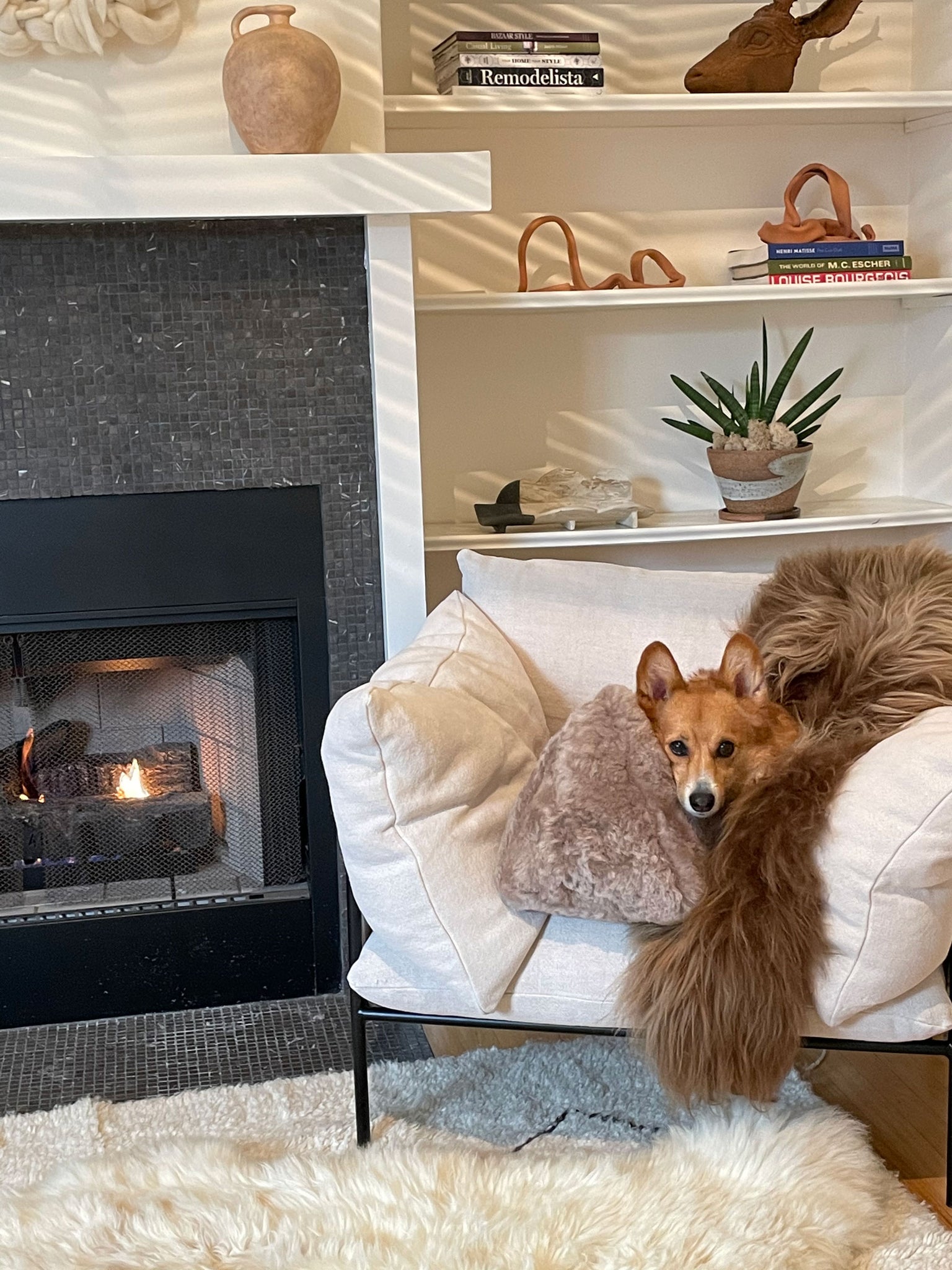 Hazel Icelandic Sheepskin on a living room chair with a dog