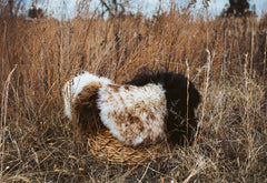 Collection of sheepskins in a meadow